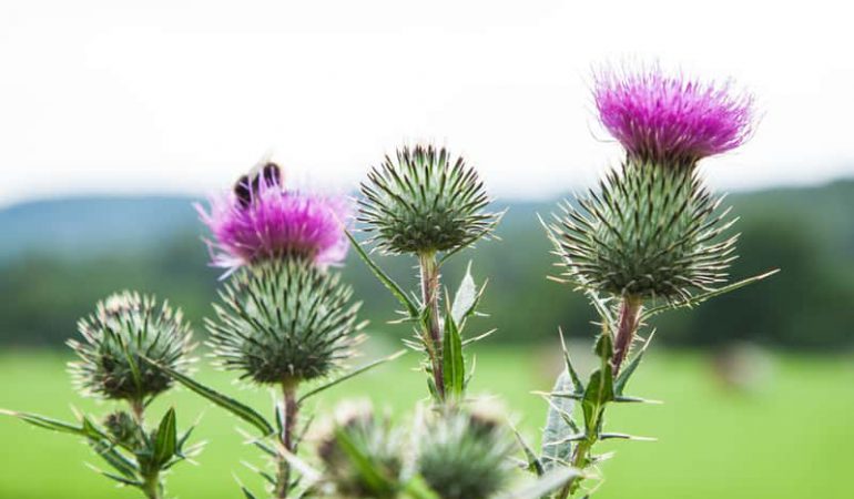 Milk thistle oil to enhance your beauty
